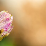 bourgeon de vigne en macro - photo Alain Marquina