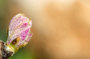 bourgeon de vigne en macro - photo Alain Marquina