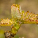 feuilles de vigne en macro - photo Alain Marquina