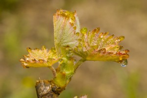 feuilles de vigne en macro - photo Alain Marquina