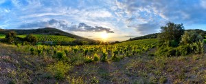 Vignoble de Frontignan - photo Alain Marquina