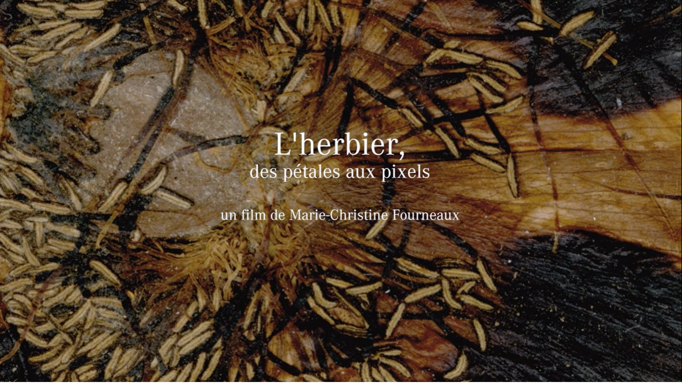 [FILM DOCUMENTAIRE] de la réalisatrice Marie Christine Fourneaux, “L’herbier, des pétales aux pixels”