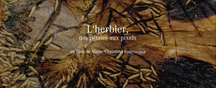 [FILM DOCUMENTAIRE] de la réalisatrice Marie Christine Fourneaux, “L’herbier, des pétales aux pixels”